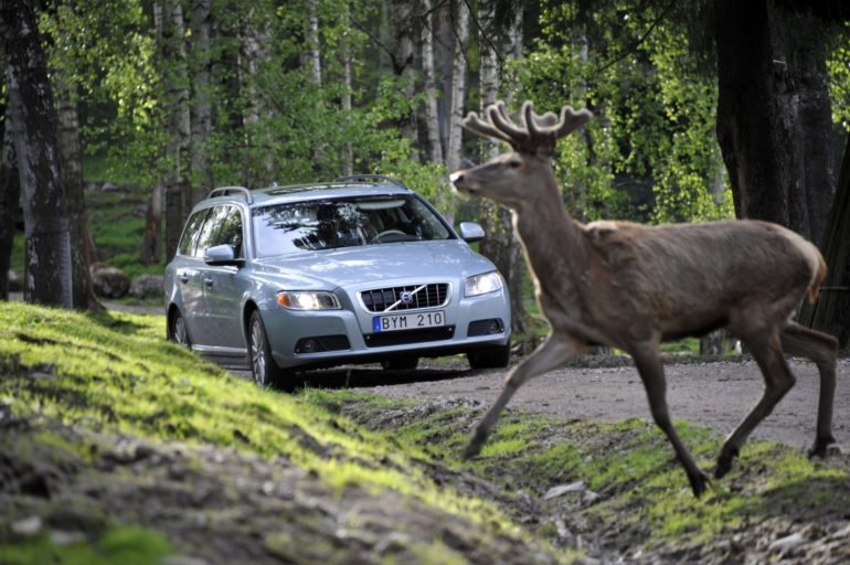 Volvo-animal-detection